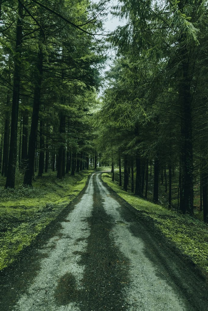 Empty narrow pathway between tall green coniferous trees growing in forest on cloudy day